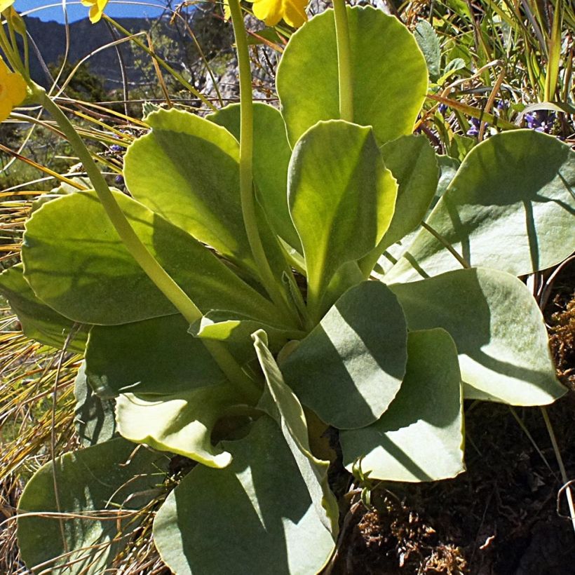 Primula pubescens - Tuinaurikel (Foliage)