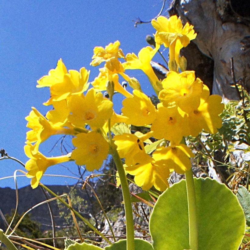 Primula pubescens - Tuinaurikel (Flowering)