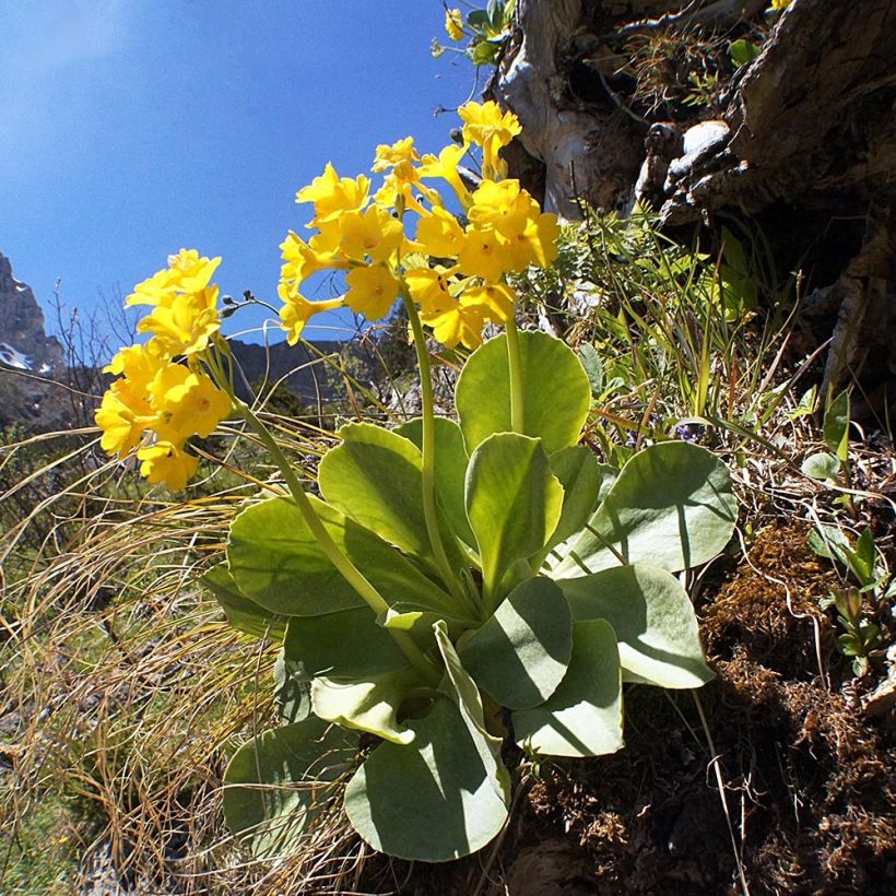 Primula pubescens - Tuinaurikel (Plant habit)