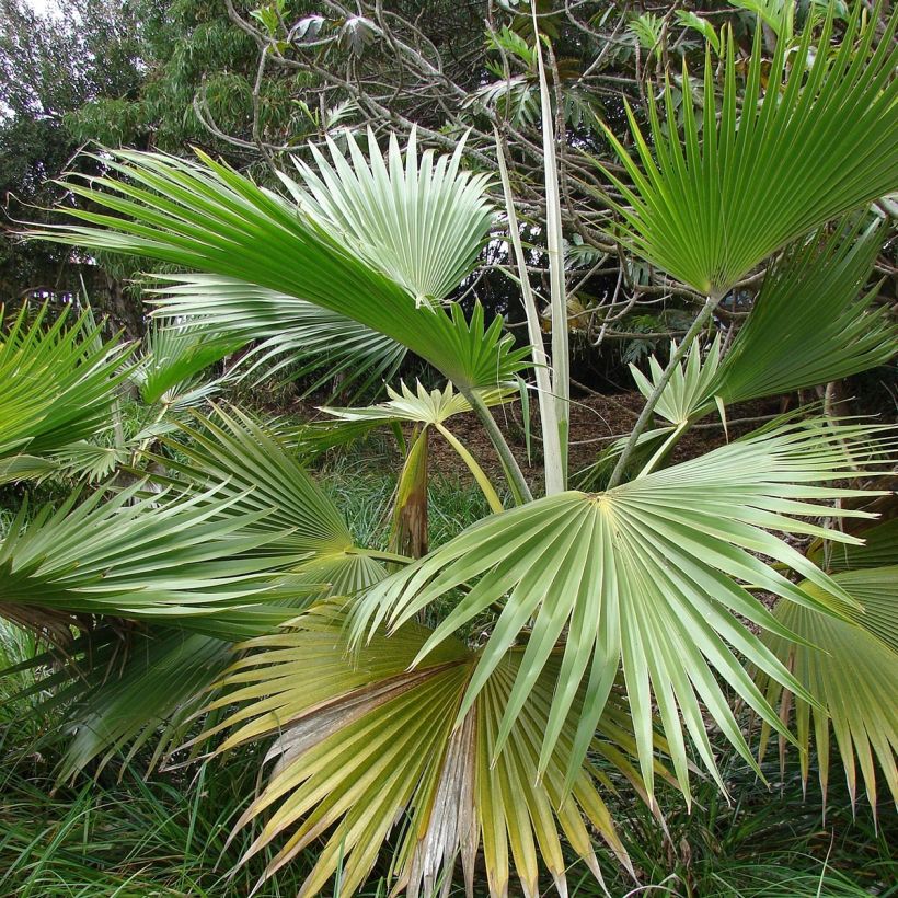 Pritchardia hillebrandii - Palmlelie (Blad)