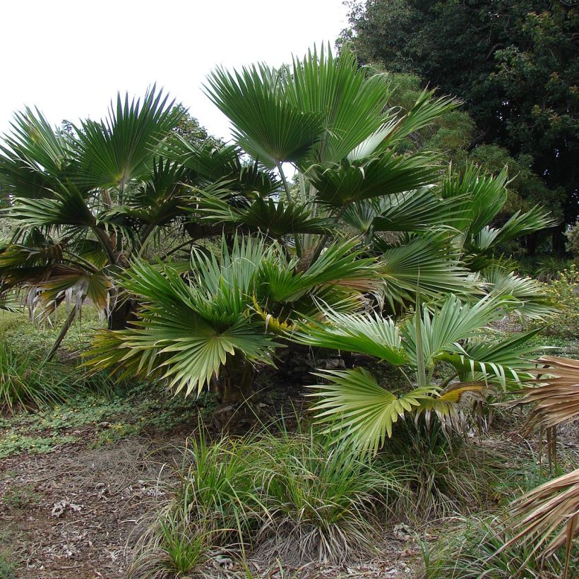 Pritchardia hillebrandii - Palmlelie (Groeiplaats)