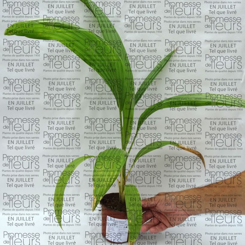 Exemplaar van Pritchardia hillebrandii - Palmlelie Pot van 12 cm / 13 cm zoals geleverd in de zomer