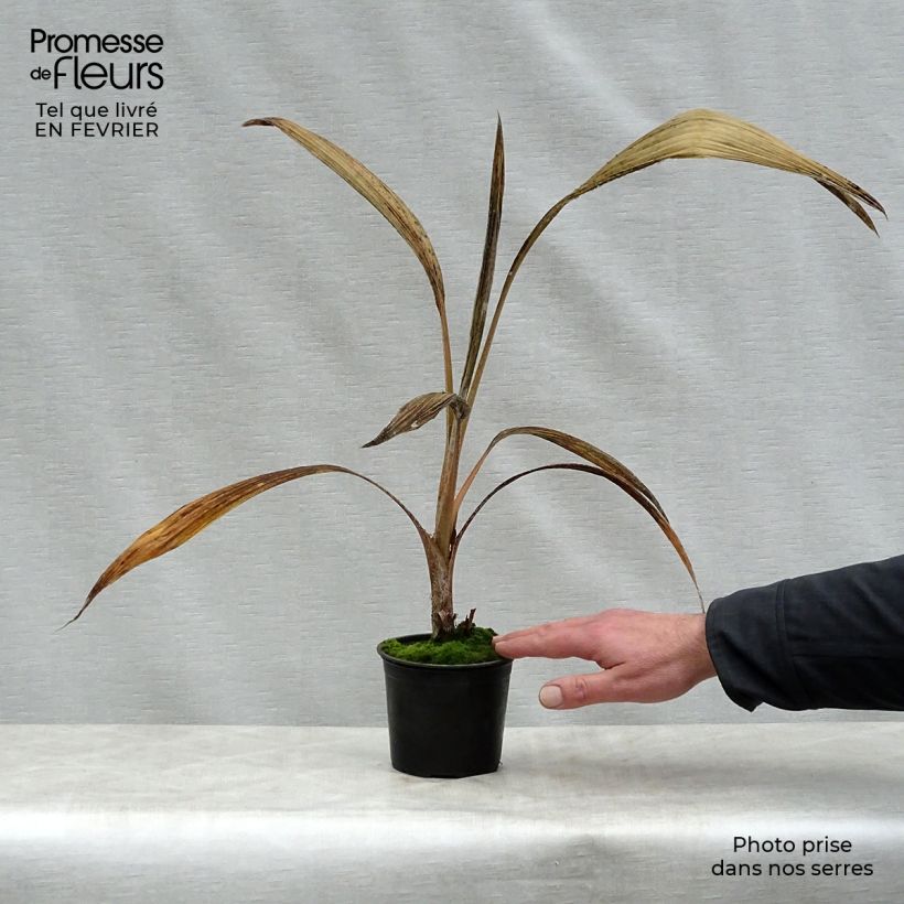 Exemplaar van Pritchardia hillebrandii Blue Moon - Palmboom van Hawaï Pot van 12 cm / 13 cm zoals geleverd in de winter