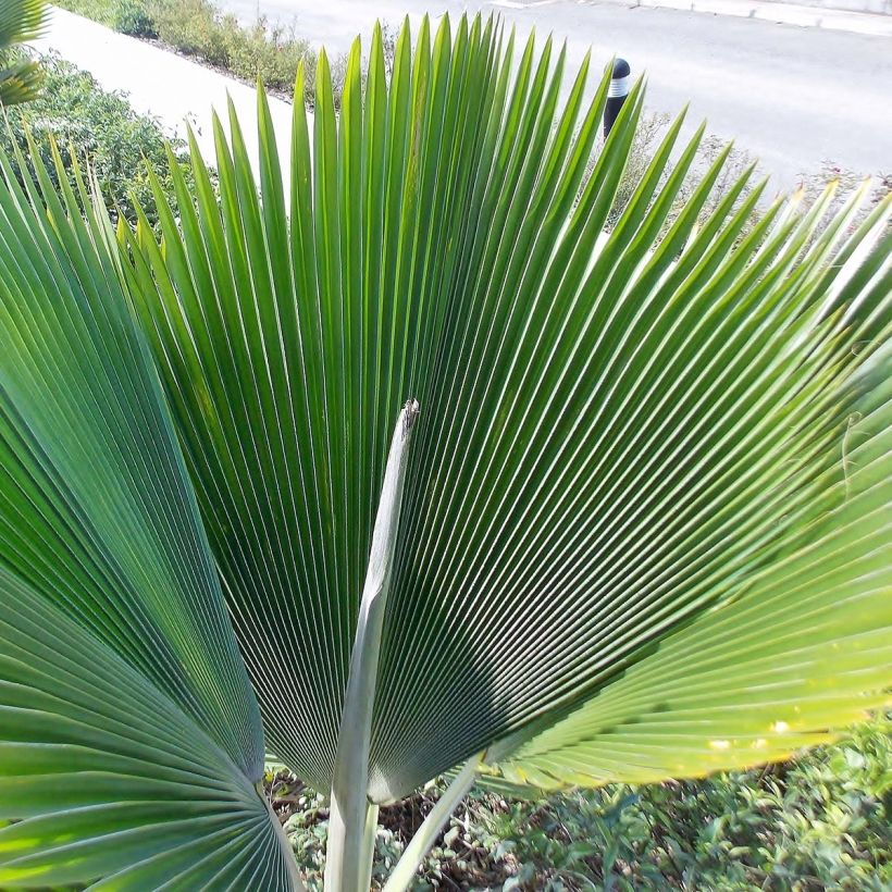 Pritchardia pacifica - Fiji-waaierpalm (Foliage)