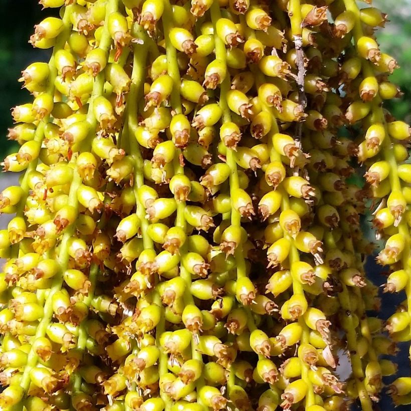 Pritchardia pacifica - Fiji-waaierpalm (Flowering)