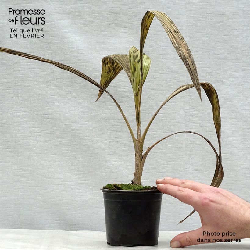 Example of Pritchardia pacífica - Palmier des îles Fidji Pot van 12 cm / 13 cm as you get in hiver