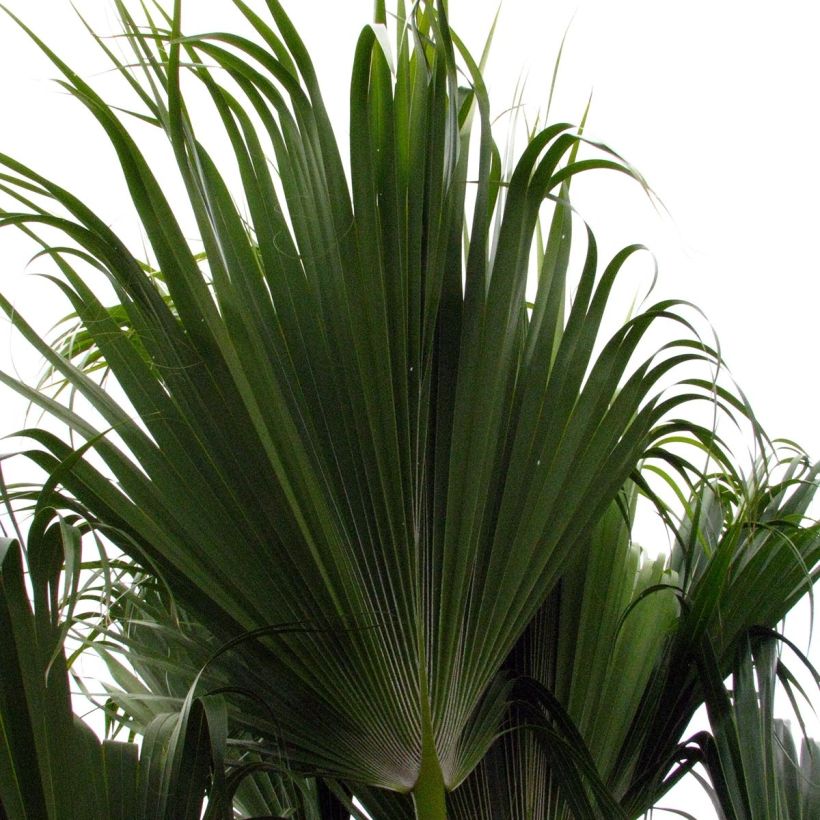 Pritchardia remota - Palmlelie (Blad)