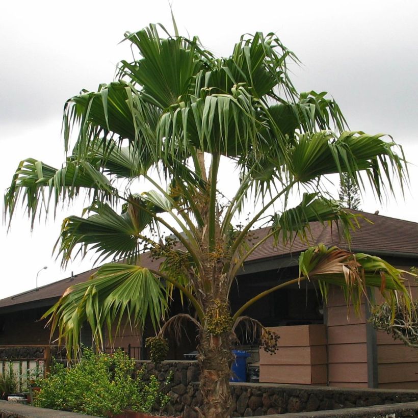 Pritchardia remota - Palmlelie (Groeiplaats)