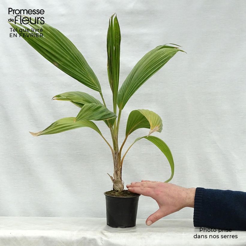 Exemplaar van Pritchardia remota - Palmlelie Pot van 12 cm / 13 cm zoals geleverd in de winter