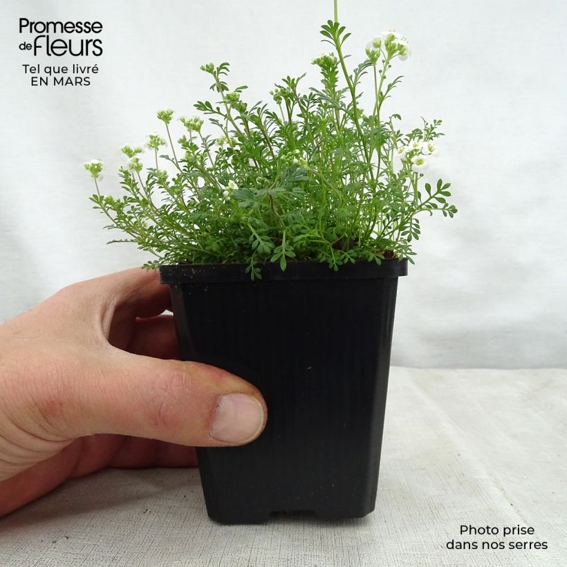 Exemplaar van Hornungia alpina - Gemskers Kweekpotje van 8/9 cm zoals geleverd in de lente