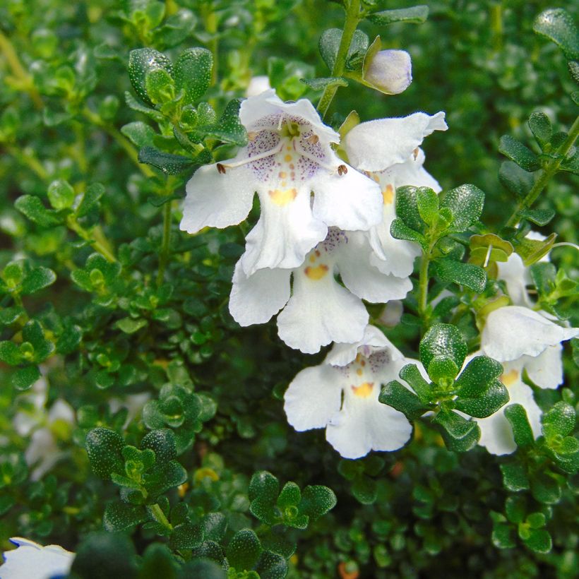 Prostanthera cuneata - Muntstruik (Flowering)