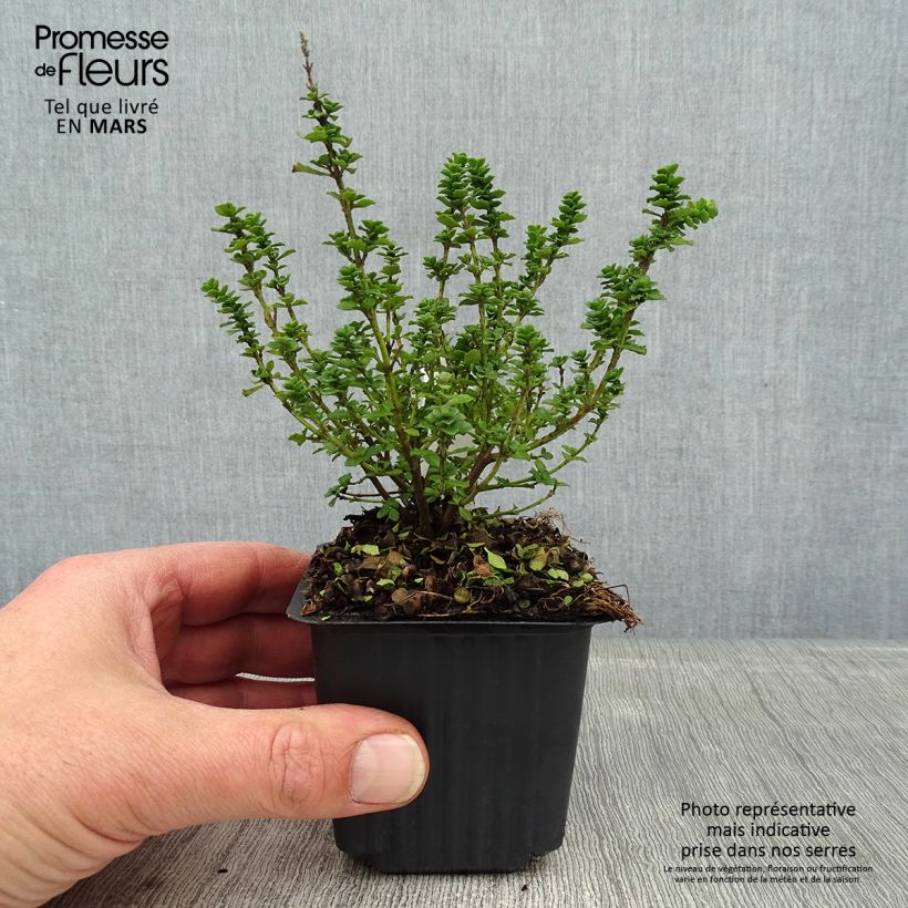 Example of Prostanthera cuneata - Muntstruik Kweekpotje van 8/9 cm as you get in hiver