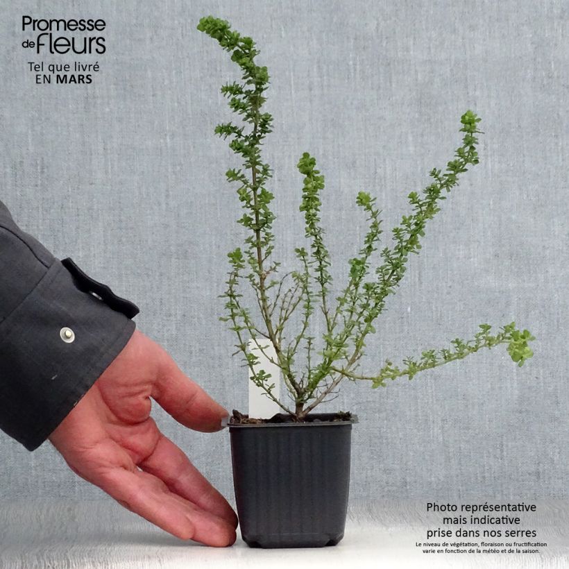 Exemplaar van Prostanthera cuneata - Muntstruik Kweekpotje van 8/9 cm zoals geleverd in de lente