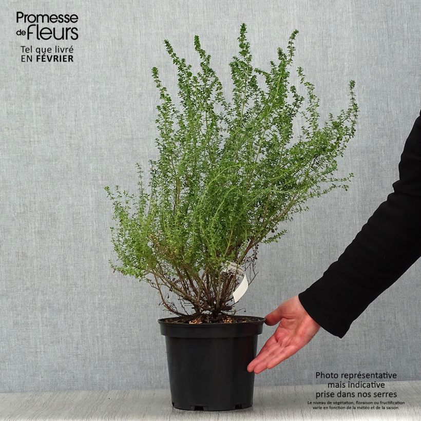 Example of Prostanthera cuneata - Muntstruik Pot van 2 l/3 l as you get in hiver