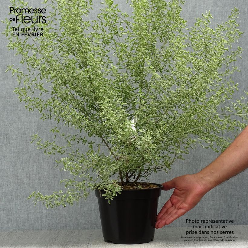 Exemplaar van Prostanthera ovalifolia Variegata - Muntstruik Pot van 4 l/5 l zoals geleverd in de herfst