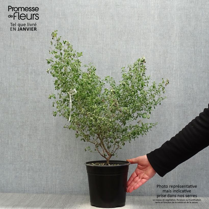 Example of Prostanthera rotundifolia - Menthe Australienne Pot van 4 l/5 l as you get in hiver