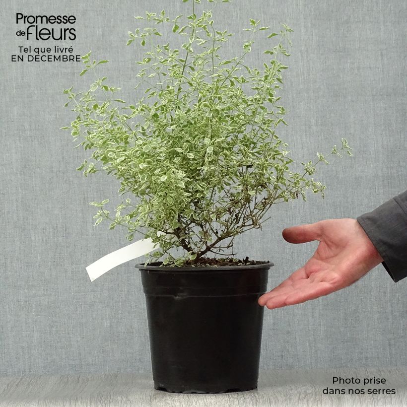 Example of Prostanthera rotundifolia Variegata - Menthe Australienne Pot van 4 l/5 l as you get in hiver