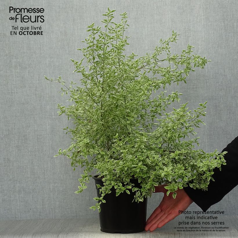 Exemplaar van Prostanthera rotundifolia Variegata - Muntstruik Pot van 4 l/5 l zoals geleverd in de herfst