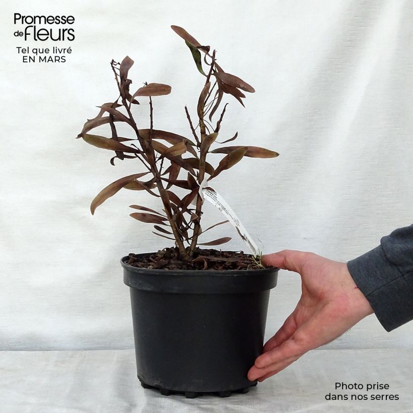 Exemplaar van Protea Clarks Red - Suikerbos Pot van 4 l/5 l zoals geleverd in de lente
