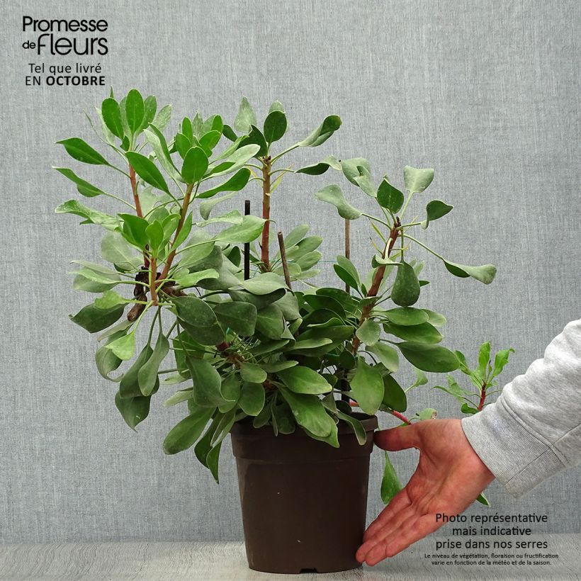 Exemplaar van Protea cynaroides Little Prince - Koningsprotea Pot van 2 l/3 l zoals geleverd in de herfst