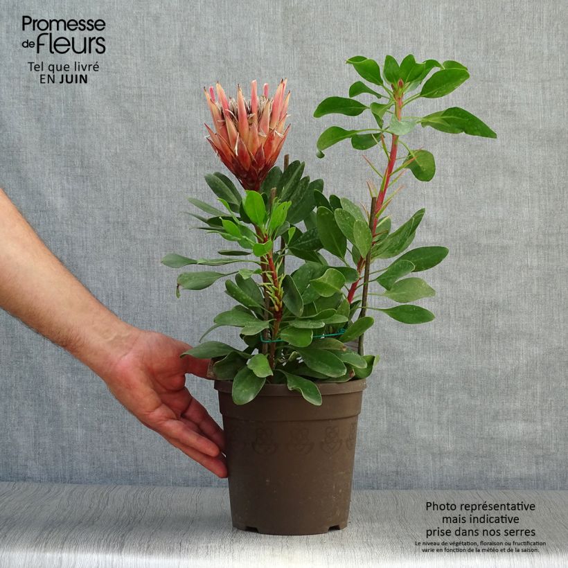Exemplaar van Protea cynaroides Little Prince - Koningsprotea Pot van 2 l/3 l zoals geleverd in de zomer