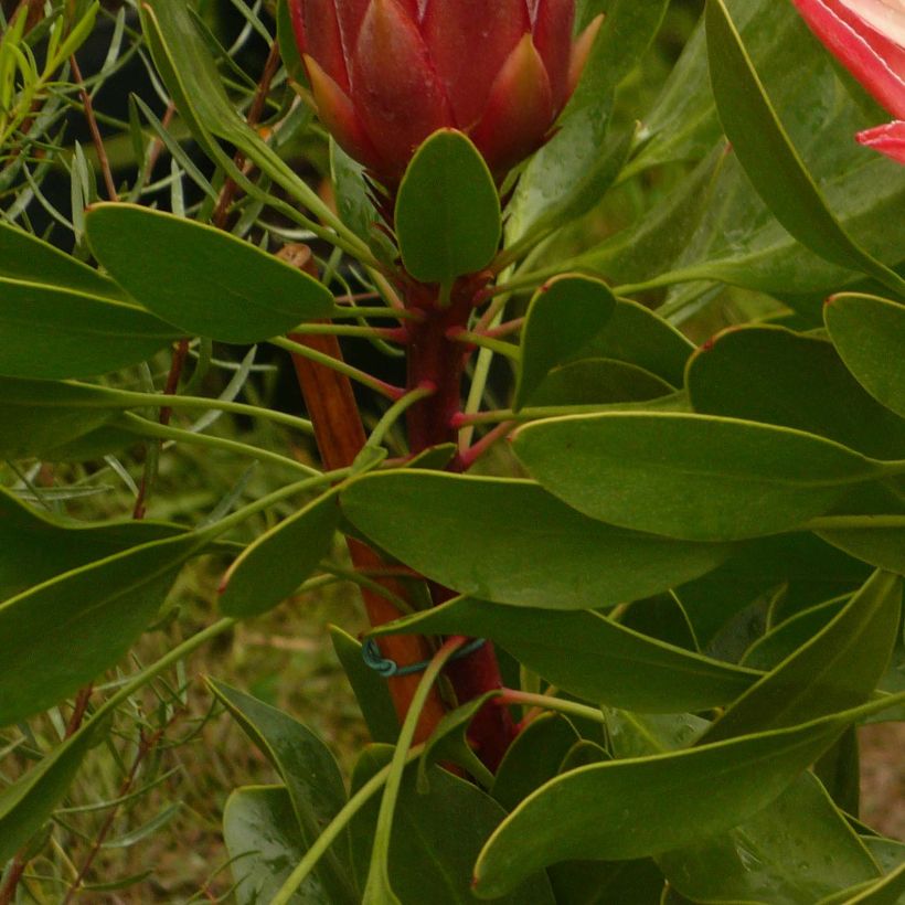 Protea cynaroides Pink Crown - Koningsprotea (Foliage)