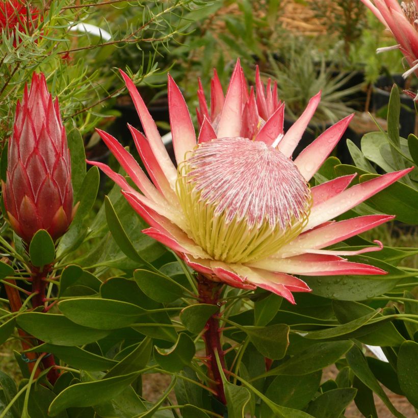 Protea cynaroides Pink Crown - Koningsprotea (Flowering)
