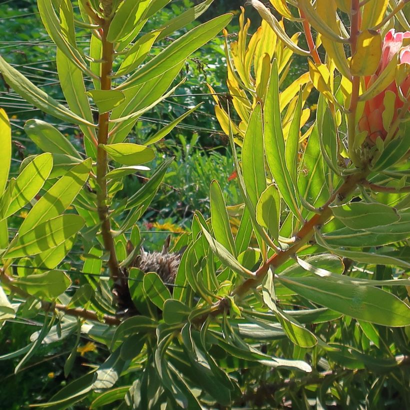 Protea Pink Ice - Suikerbos (Foliage)