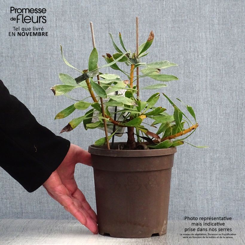 Exemplaar van Protea cynaroides White Crown - Koningsprotea Pot van 2 l/3 l zoals geleverd in de herfst