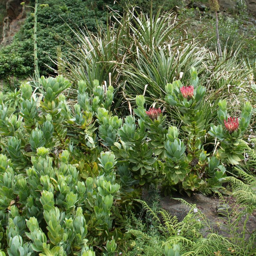 Protea eximia - Suikerbos (Plant habit)