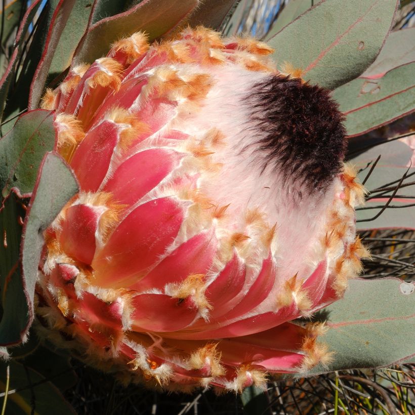 Protea magnifica - Suikerbos (Flowering)