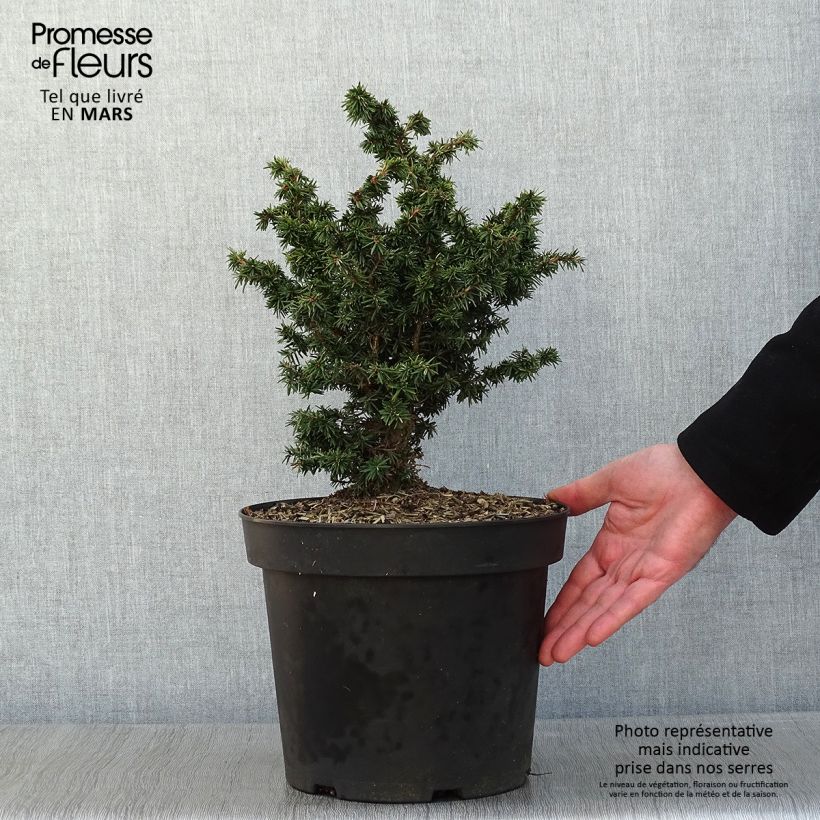 Example of Pruche du Canada - Tsuga canadensis Jervis                          Pot van 7,5 l/10 l as you get in hiver