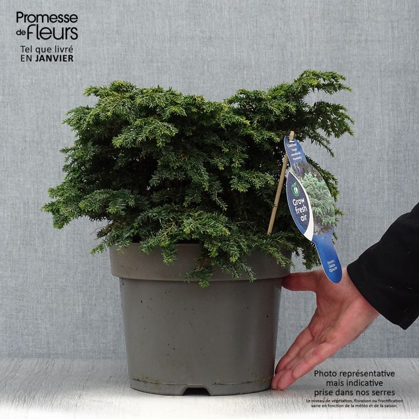 Example of Pruche du Canada - Tsuga canadensis Popeleski                     Pot van 7,5 l/10 l as you get in hiver