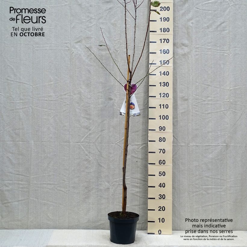 Exemplaar van Pruim Hauszwetsche Pot van 7,5 l/10 l, Half-hoge stam zoals geleverd in de herfst