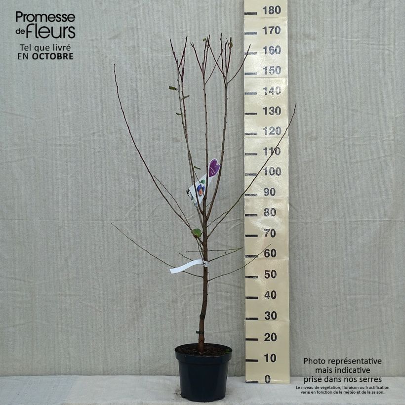 Exemplaar van Pruim Hauszwetsche Pot van 7,5 l/10 l, Kelkvormig zoals geleverd in de herfst