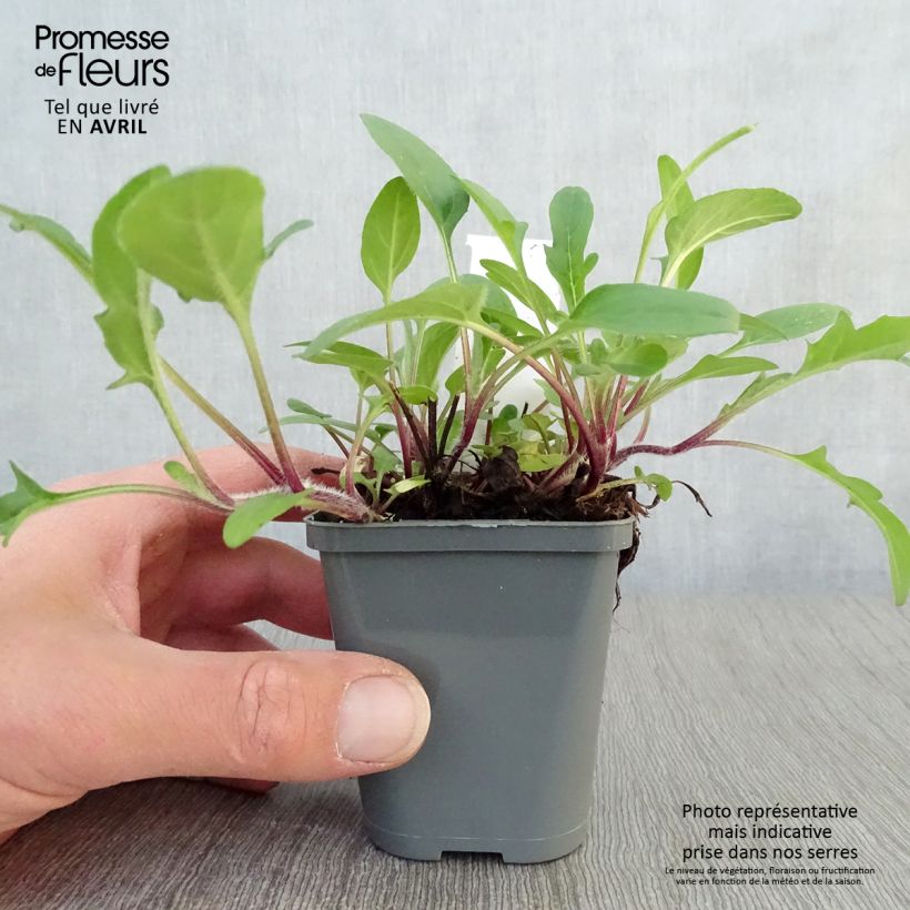 Exemplaar van Prunella grandiflora Bella Deep Rose - Brunel Kweekpotje van 7/8 cm zoals geleverd in de lente