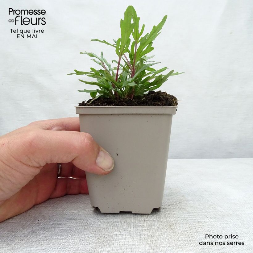 Exemplaar van Prunella grandiflora Pink Loveliness - Brunel Kweekpotje van 8/9 cm zoals geleverd in de lente