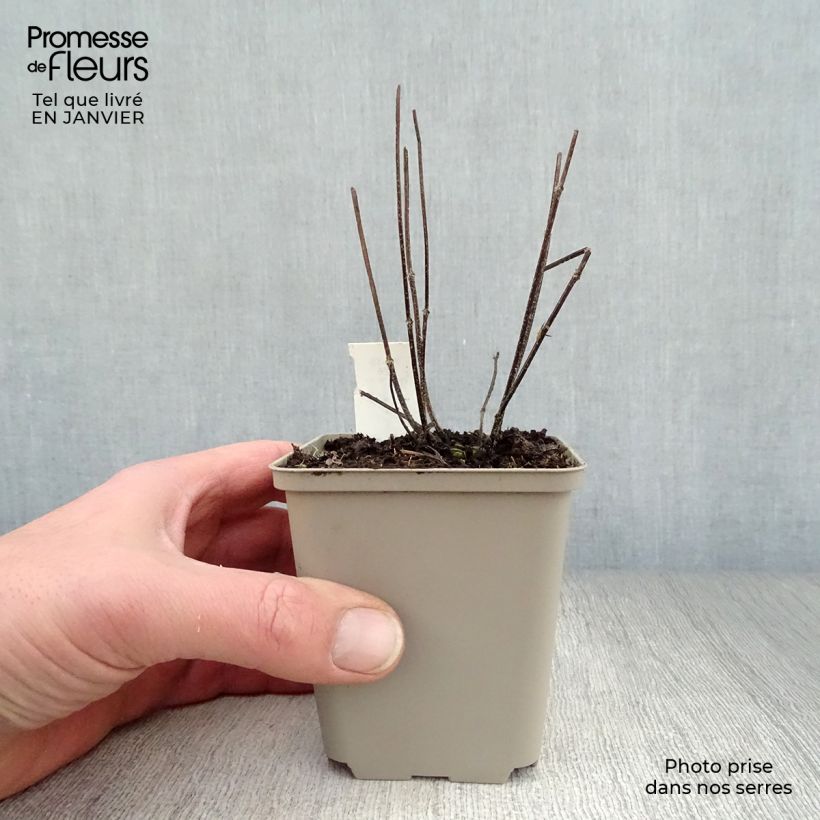 Example of Prunella grandiflora Pink Loveliness - Brunelle rose tendre. Kweekpotje van 8/9 cm as you get in hiver