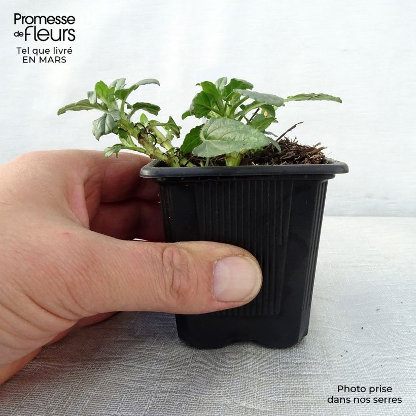 Exemplaar van Prunella grandiflora Wit Loveliness - Brunel Kweekpotje van 8/9 cm zoals geleverd in de lente