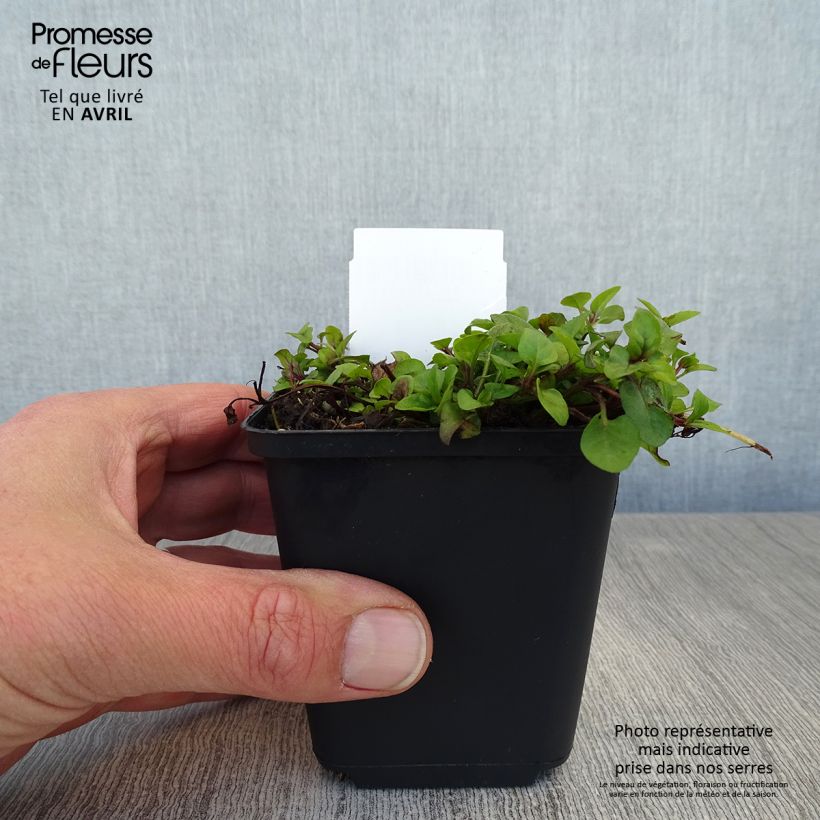 Exemplaar van Prunella vulgaris - Brunel Kweekpotje van 8/9 cm zoals geleverd in de lente