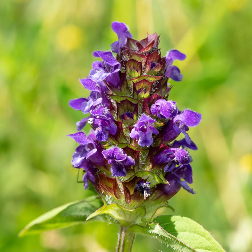 Prunella vulgaris - Brunel (Bloei)