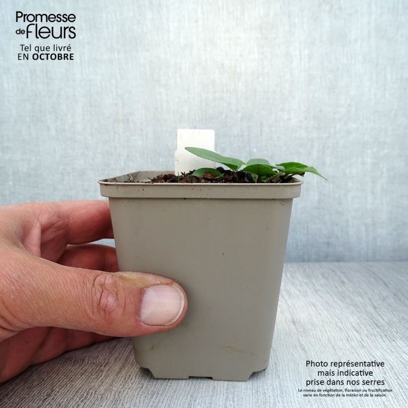 Exemplaar van Prunella webbiana Rosea - Brunel Kweekpotje van 8/9 cm zoals geleverd in de herfst