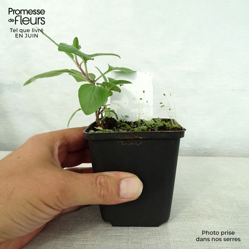 Exemplaar van Prunella webbiana Rosea - Brunel Kweekpotje van 8/9 cm zoals geleverd in de zomer