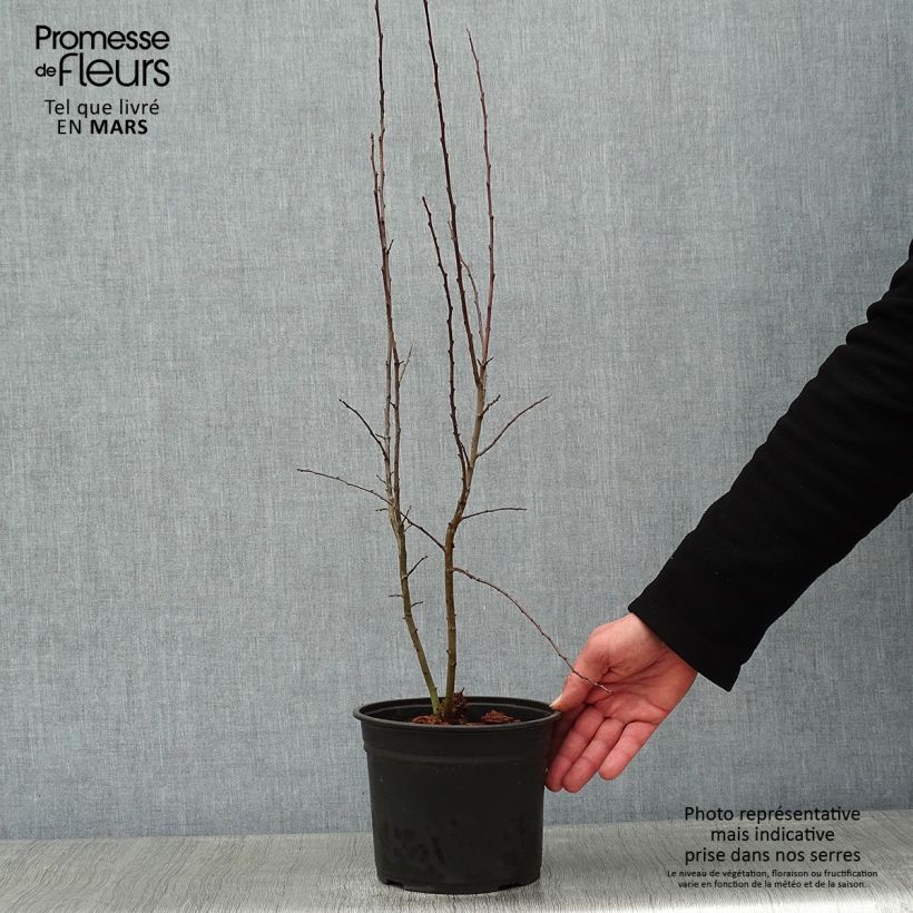 Example of Prunus spinosa - Sleedoorn Pot van 2 l/3 l as you get in hiver