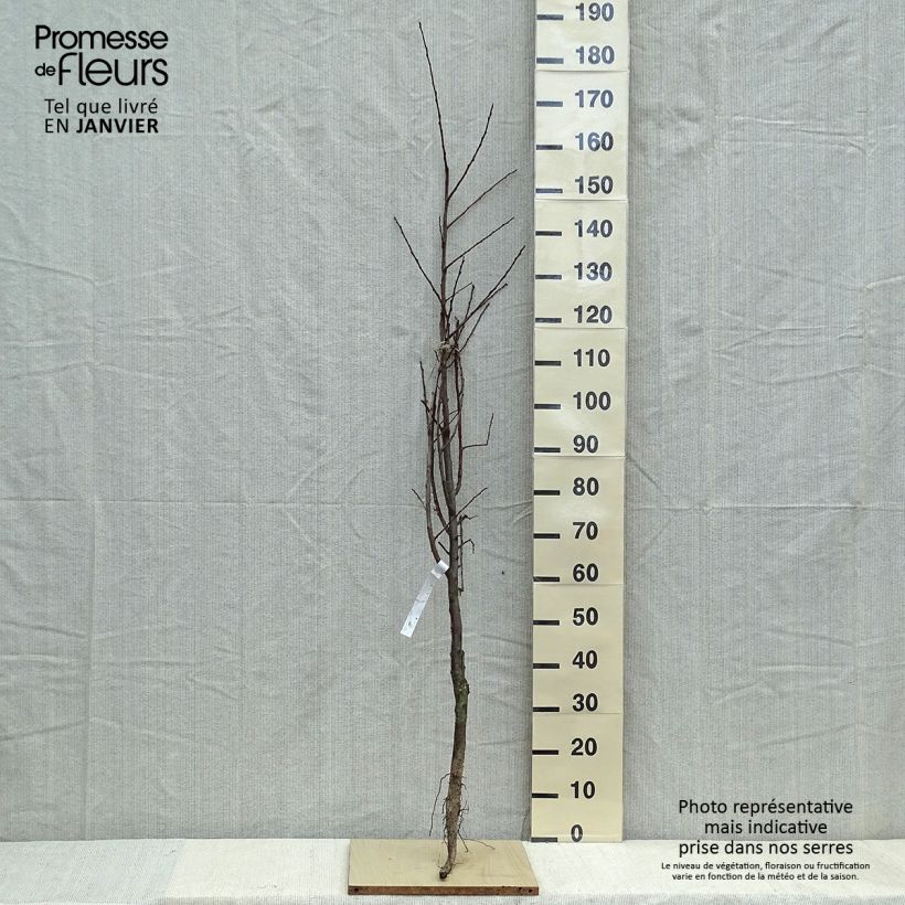 Exemplaar van Pruim Schone van Leuven Naakte wortel, Kelkvormig zoals geleverd in de winter