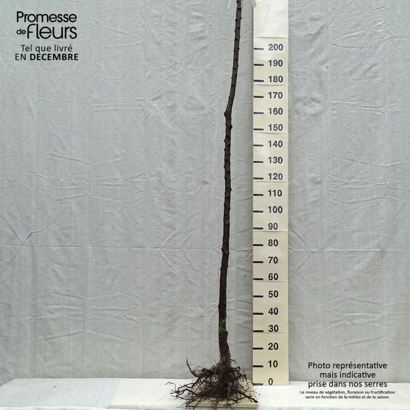 Exemplaar van Pruim Schone van Leuven Naakte wortel, Hoogstam zoals geleverd in de winter