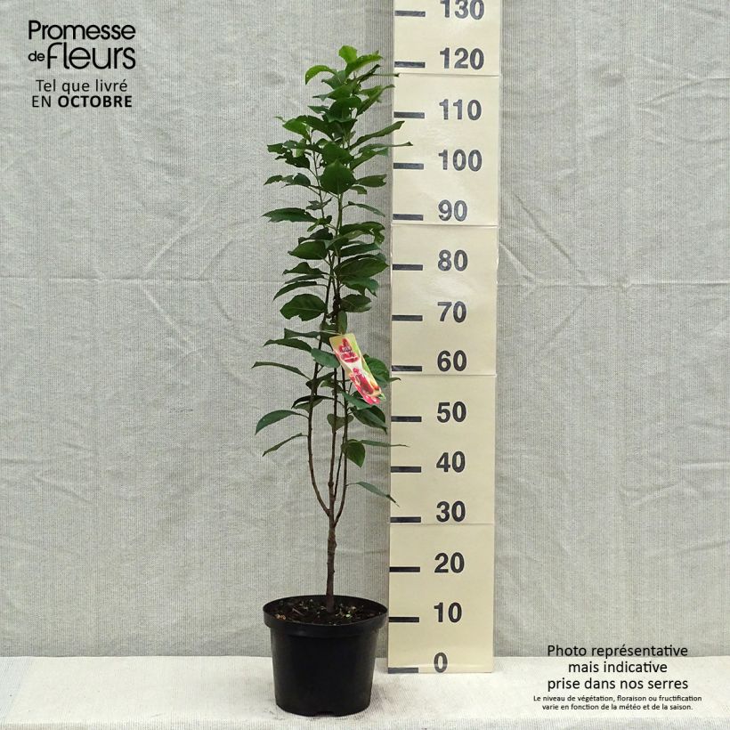 Exemplaar van Pruim Mirabelle Ruby Pot van 7,5 l/10 l, Zuilvormig zoals geleverd in de herfst