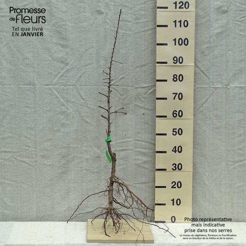 Exemplaar van Mirabelle van Metz BIO Naakte wortel, Onderstam zoals geleverd in de winter