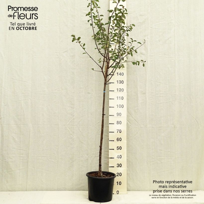 Exemplaar van Mirabelle van Nancy Pot van 7,5 l/10 l, Half-hoge stam zoals geleverd in de herfst