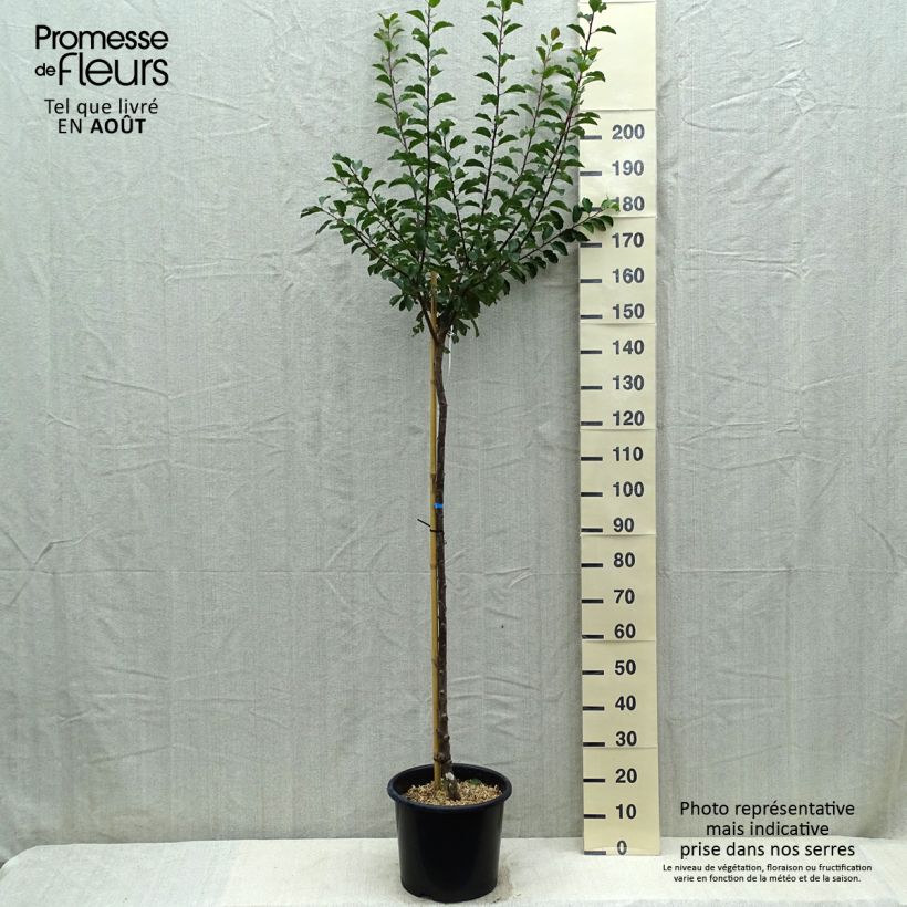 Exemplaar van Mirabelle van Nancy Pot van 7,5 l/10 l, Half-hoge stam zoals geleverd in de zomer